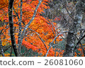 Autumn leaves fallen leaves nature fall 26081060