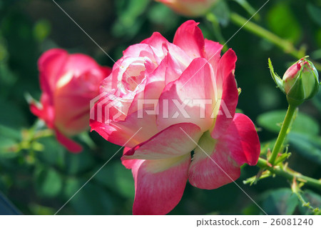 美麗的秋天玫瑰 26081240