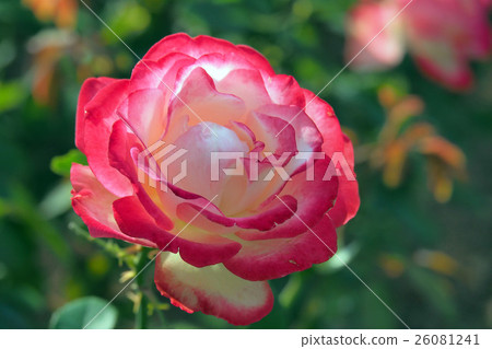 Beautiful Autumn Rose 26081241