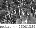森林 26081389