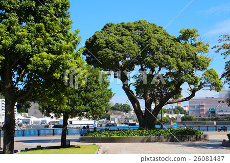 Vernie Park Vernie Park 26081487