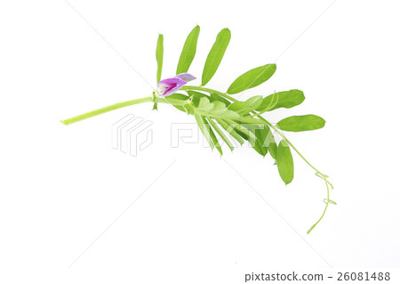 Jahazu End Jahazu End 26081488