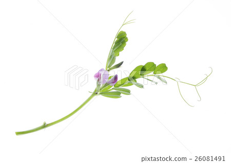 Jahazu End Jahazu End 26081491