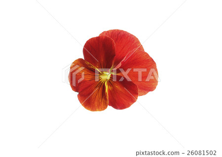 Pansy Pansy 26081502