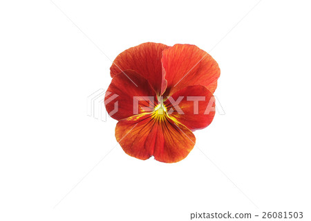 Pansy Pansy 26081503