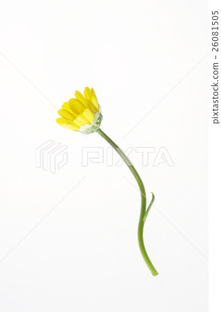 瑪格麗特 瑪格麗特 26081505