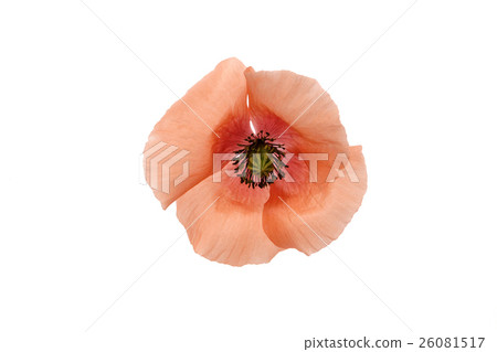 Poppy 26081517