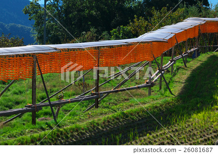 Kushi柿子稻田和Kakiyama雪橇Wakayama縣Kagiri町 26081687