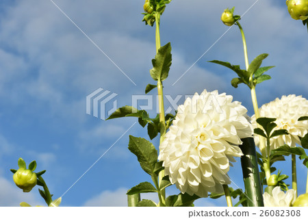 Dahlia Dahlia 26082308