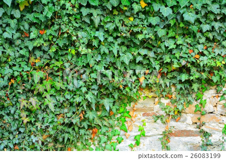 Exterior stone wall covered in green ivy. Exterior stone wall covered in green ivy. 26083199