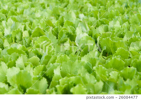 Lettuce seedlings Lettuce seedlings 26084477