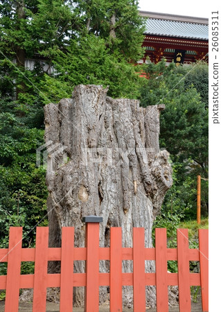 Tsuruoka Hachimangu Shrine Ginkgo Tsuruoka Hachimangu Shrine Ginkgo 26085311