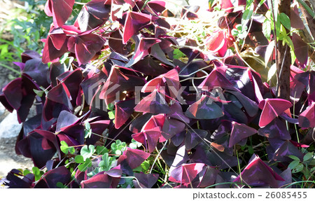 Purple Clover, Oxalis Purple Clover, Oxalis 26085455