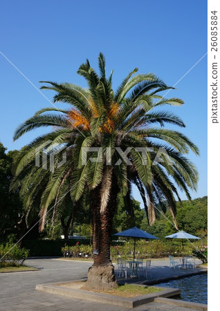 Canary palm (female stock) Canary palm (female stock) 26085884