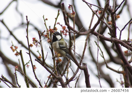 Great tit 26087456