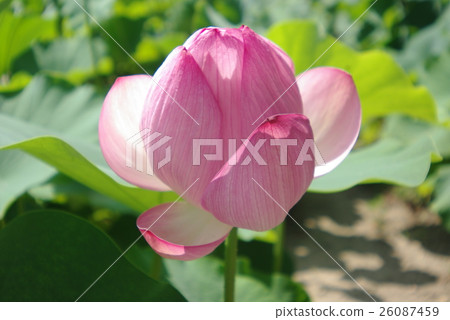 Lotus flower  26087459