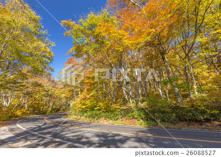 Autumn leaves of Oyama 26088527