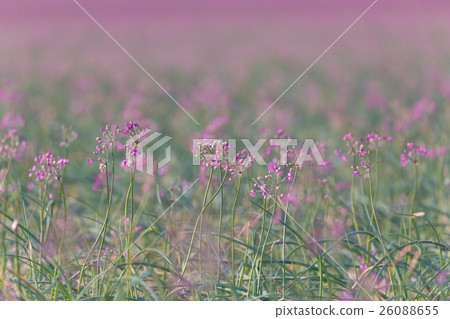 Rakucho field 26088655