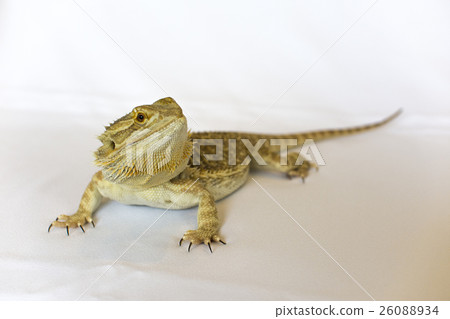 箍鬍子蜥蜴 箍鬍子蜥蜴 26088934