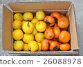 Yuzu and persimmon 26088978