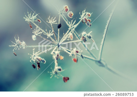 Frozen Dried out plant chervil forest in autumn. 26089753