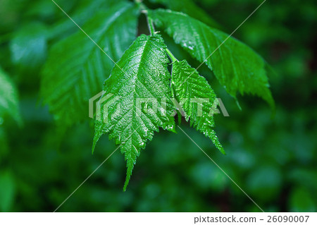 Branch with leaves in drops of rain. 26090007
