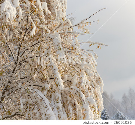 Autumn trees covered with a snow 26091026