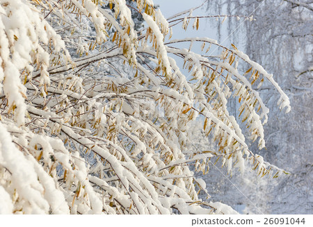 Autumn trees covered with a snow 26091044