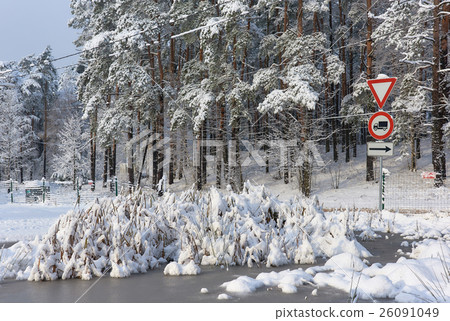 Trees covered with a snow 26091049