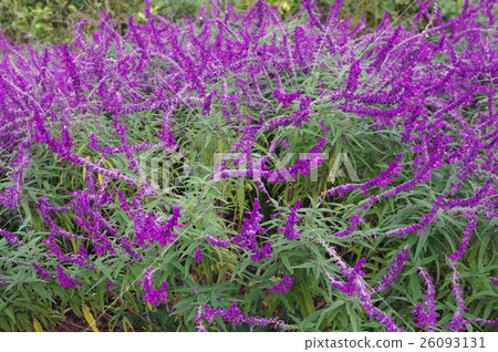 紫水晶鼠尾草（Salvia Leucansa /墨西哥布什賢者） 26093131
