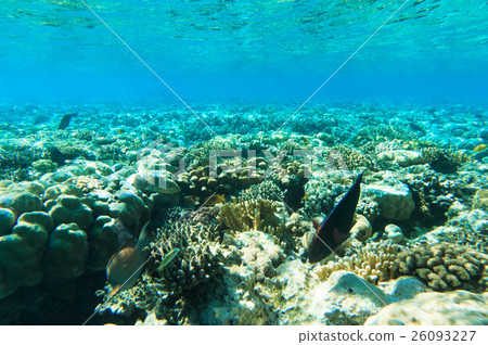 Tranquil underwater 26093227