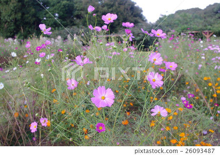 秋天的櫻桃樹 26093487