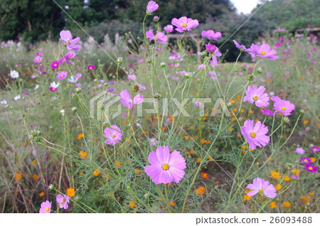 Fall cherry tree 26093488