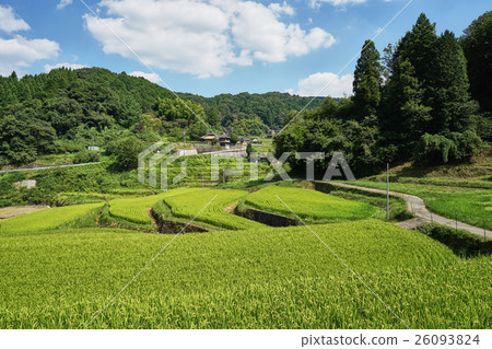 Terraced rice field in Sayumachi Hyogo prefecture Tadanoda (rustic country country scenery where fresh green growing rice grows) Terraced rice field in Sayumachi Hyogo prefecture Tadanoda (rustic country country scenery where fresh green growing rice grows) 26093824