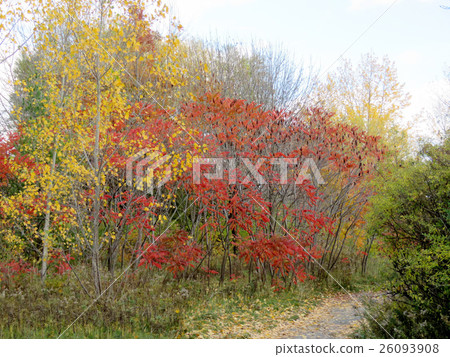 Toronto Lake Humber Bay Park autumn 2016 Toronto Lake Humber Bay Park autumn 2016 26093908