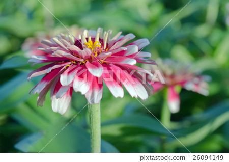 White and red hybrid Aster flower in the garden White and red hybrid Aster flower in the garden 26094149