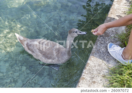 Tanned caucasian woman feed young swan closeup Tanned caucasian woman feed young swan closeup 26097072