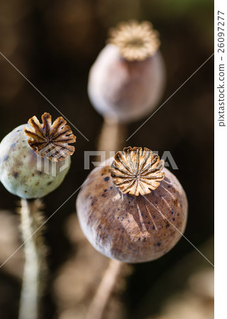 poppy heads on field, papaver somniferum capsules, poppy heads on field, papaver somniferum capsules, 26097277