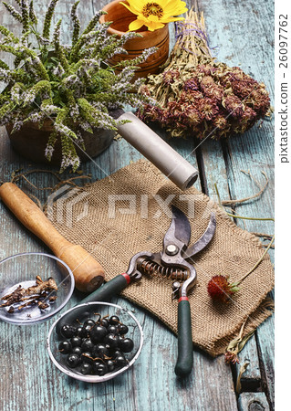 Medicinal herbs and plants 26097762