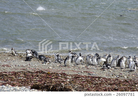 Punta Arenas - Penguin Colony Punta Arenas - Penguin Colony 26097781
