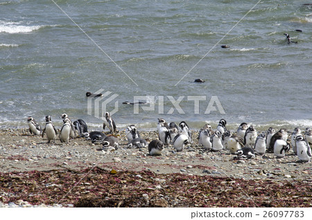 Punta Arenas - Penguin Colony Punta Arenas - Penguin Colony 26097783