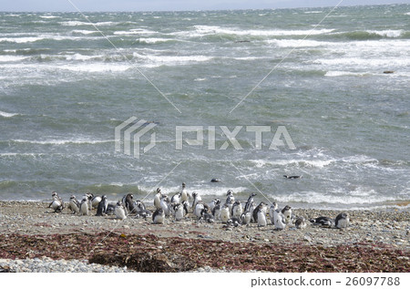Punta Arenas - Penguin Colony 26097788