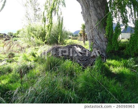 Tree dragon 26098963