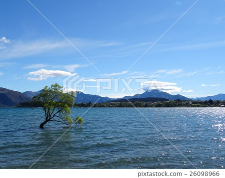 Wanaka's Nature 26098966