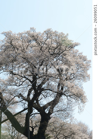 Gourd cherry tree in Ninodogawa town, lively Gourd cherry tree in Ninodogawa town, lively 26099051