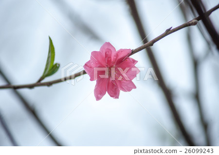 Flowers in spring. Plum blossoming in spring, 26099243