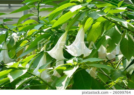 花牽牛花 花牽牛花 26099764