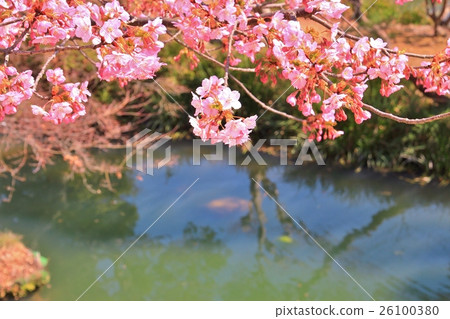美麗的桃紅色顏色Kawazu櫻桃樹 美麗的桃紅色顏色Kawazu櫻桃樹 26100380