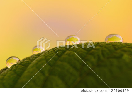 Waterdrop Photo Chasid leaf 26100399
