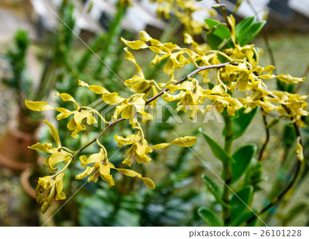 Yellow orchids on green Yellow orchids on green 26101228